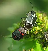 Mating pair