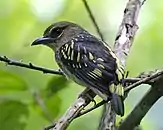 side view of brownish bird with black wing and yellow markings