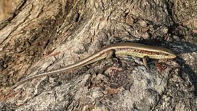 Image 17Eutropis maculariaPhotograph credit: Basile MorinEutropis macularia, the bronze grass skink, is a species of lizard in the skink family, Scincidae, native to South and Southeast Asia. It lives in both deciduous and evergreen forests, in plantations, in grasslands, and in rocky areas with scattered trees. The species is active in both the day and the night, feeding on insects and other invertebrates. This bronze grass skink was photographed on a tree trunk on the island of Don Det in Laos.More selected pictures