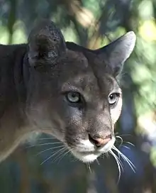 Close-up of head in Everglades National Park