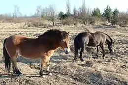 Exmoor Pony in Milovice