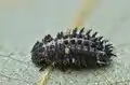 Larva