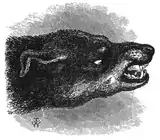 "Head of snarling dog"