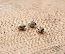 An image of three Extatosoma tiaratum eggs on a wooden bench. Each egg is oval shaped with brown and beige colouring, a small grey cap is on the end of each egg.