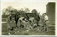 Fred C Palmer World War 1 horses