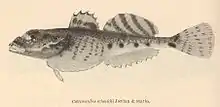 drawing of Cottiusculus schmidti fish