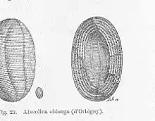 "Alveolina oblonga"