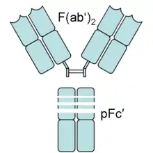 An antibody digested by pepsin yields two fragments: a F(ab')2 fragment and a pFc' fragment