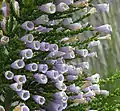 Fabiana imbricata f. violacea: the curious genus  Fabiana includes species bearing a remarkable likeness to plants of the unrelated genus Erica.