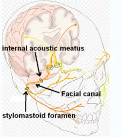 Facial canal