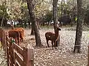 Alpacas