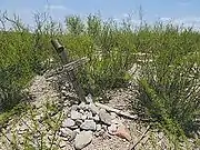 The Fairbank Cemetery, badly overgrown with creosote..