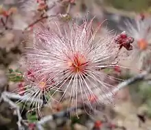 A close-up of a desert shrub in bloom. The flower is a cluster of light pink filaments radiating from a dark pink center.