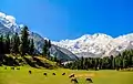 Sheep grazing at Fairy Meadows