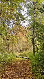 Fall colours on Point au Roche hiking trail