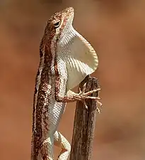 Lateral view