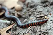 Eastern mud snake