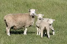 A Romney ewe with her two lambs