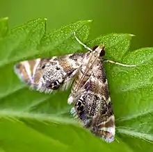 Feather-edged Petrophila (Petrophila fulicalis)