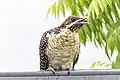 Female Pacific koel having a snack