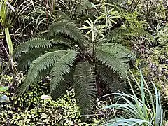 Prince of Wales fern