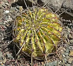 Solitary globular habit (Ferocactus echidne)