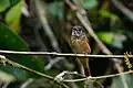 From Eaglenest Wildlife Sanctuary in Arunachal Pradesh, India.