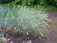 Fescue grass tuft