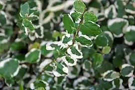 Variegated leaves