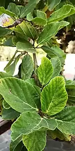 Leaves