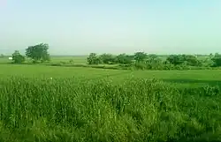 Fields between Pithapuram and Gollaprolu