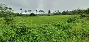 Fields of Benaulim after St. John the Baptist Church West towards the Beach