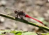 Resting with wings held forward