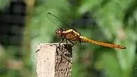 Young male side view