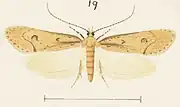 Male