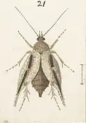 Female