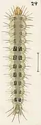 Larva