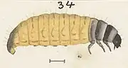 Larva withdrawn from case.