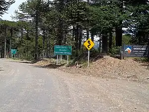 The route at an Araucaria araucana forest in Mamuil Malal Pass