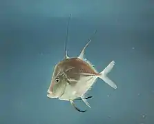 A naturally occurring Lookdown, in the Gulf of Mexico.