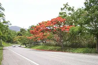 Flamboyant on PR-15 in Cayey