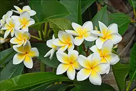 Close-up on flowers of a white variant