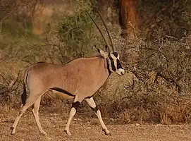 Common beisa oryx (O. b. beisa)