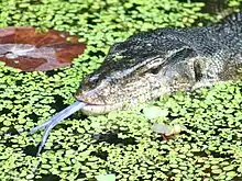 The water monitor it is the world's second-heaviest lizard, after the Komodo dragon.