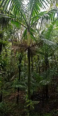 Gaussia attenuata in El Yunque, Puerto Rico