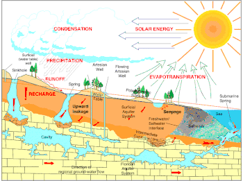 Cross section illustration of the hydrologic cycle in Florida, including the Floridan aquifer and formation of springs and sinkholes