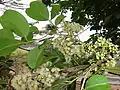 Flower buds and open flowers