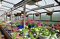 Flowers in a greenhouse