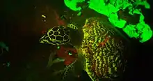 Fluorescent markings on Hawksbill sea turtle