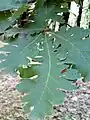 Leaves of Quercus frainetto (Hungarian oak).